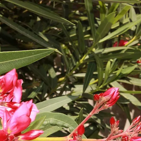 Anton Piche With Pool-adults Only Granadilla De Abona