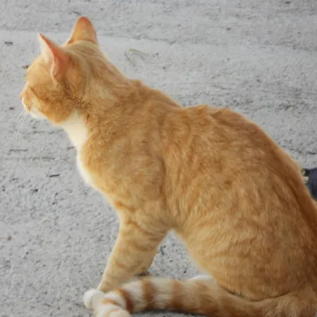 Anton Piche With Pool-adults Only Venkovský dům Granadilla De Abona