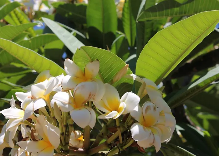 Kır Evi Anton Piche With Pool-adults Only *