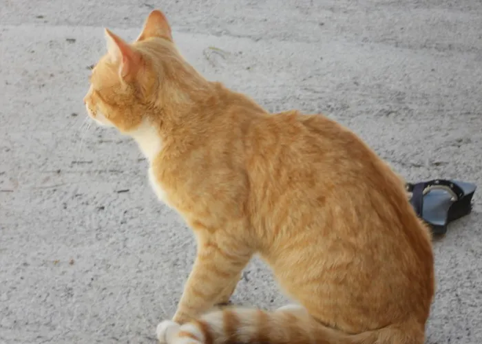 Anton Piche With Pool-adults Only Kır Evi Granadilla De Abona